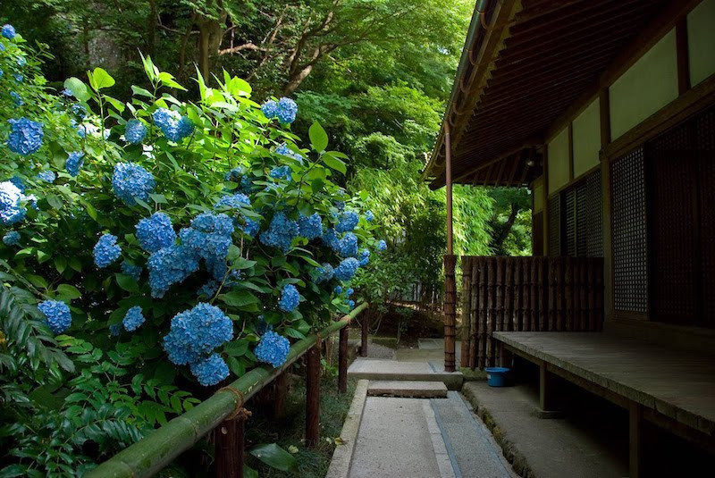 庭に咲いている青いアジサイ